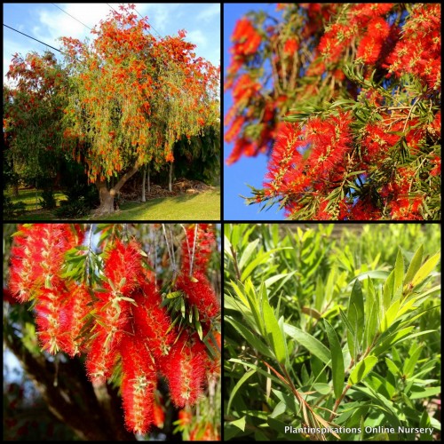 Bottlebrush Prolific x 1 Plants Native Shrubs Weeping Trees Red Flowers Hardy Drought Callistemon viminalis Screening Bottle Brush